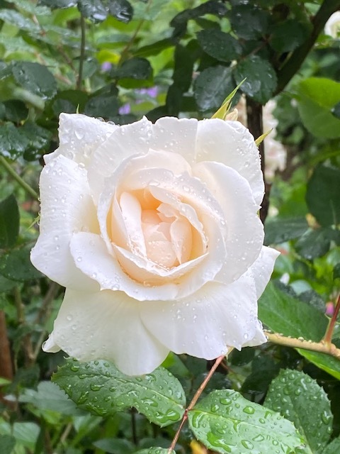 白い庭・・・_b0396150_09082171.jpg