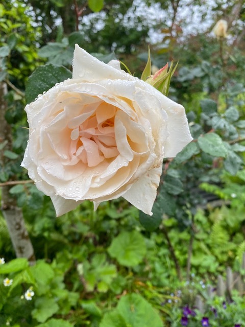 白い庭・・・_b0396150_09083317.jpg