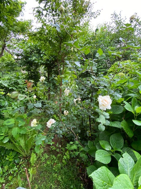 白い庭・・・_b0396150_09084005.jpg