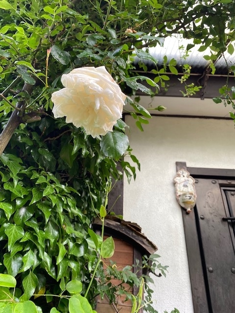 白い庭・・・_b0396150_09084519.jpg