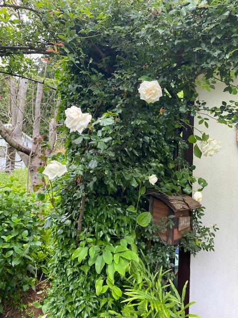 白い庭・・・_b0396150_09085155.jpg