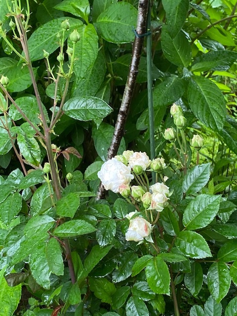 白い庭・・・_b0396150_09085761.jpg