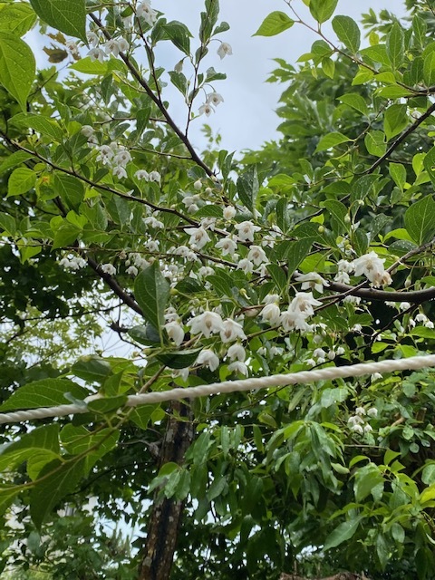 白い庭・・・_b0396150_09090335.jpg