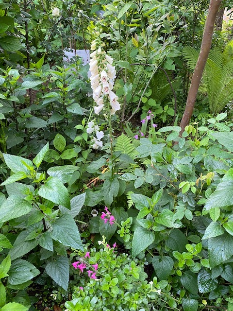 白い庭・・・_b0396150_09091576.jpg