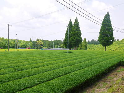 菊池水源茶　茶摘みの様子(2021)　梅雨入りが早く天気と相談しての茶摘みですが今年も良い出来です！_a0254656_17331938.jpg