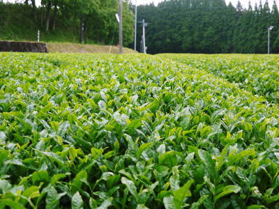 菊池水源茶　茶摘みの様子(2021)　梅雨入りが早く天気と相談しての茶摘みですが今年も良い出来です！_a0254656_17340112.jpg