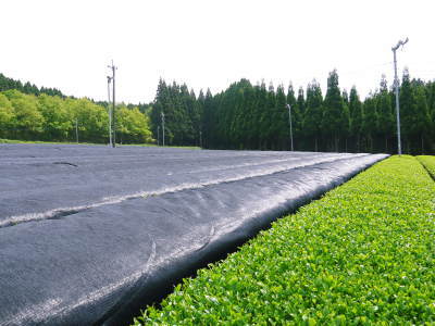 菊池水源茶 茶摘みの様子(2021) 梅雨入りが早く天気と相談しての茶摘みですが今年も良い出来です!_a0254656_18352424.jpg