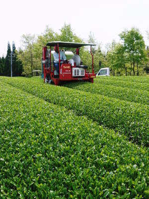 菊池水源茶　茶摘みの様子(2021)　梅雨入りが早く天気と相談しての茶摘みですが今年も良い出来です！_a0254656_18374314.jpg