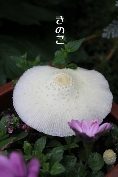 きのこ出現 そして 梅雨の花たち Sugar Butter きのこ出現 そして 梅雨の花たち Sugar Butter