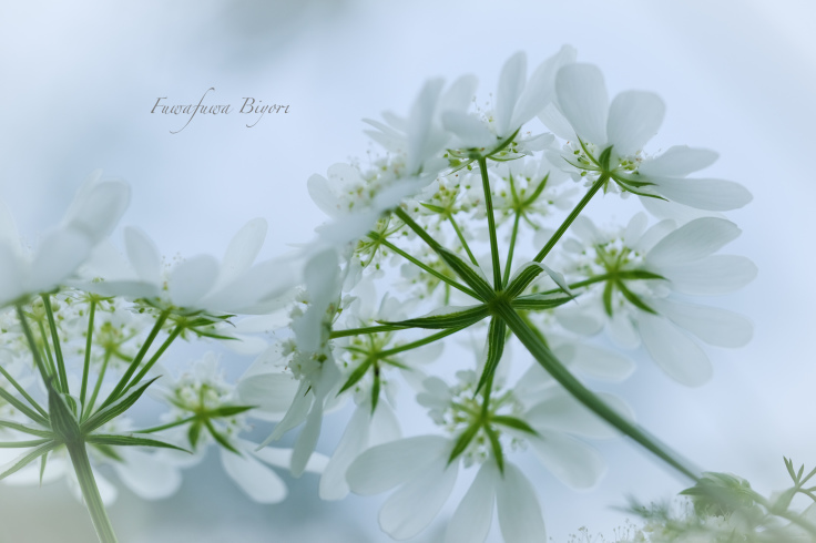 花に癒される ふわふわ日和