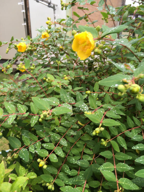 黄花ボタンカラマツが咲きそう。_d0398764_12251530.jpg