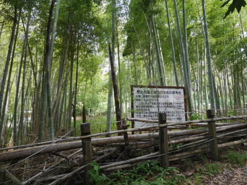 神奈川県有竹林の親竹候補のタケノコ20本確保5・18_c0014967_07045442.jpg