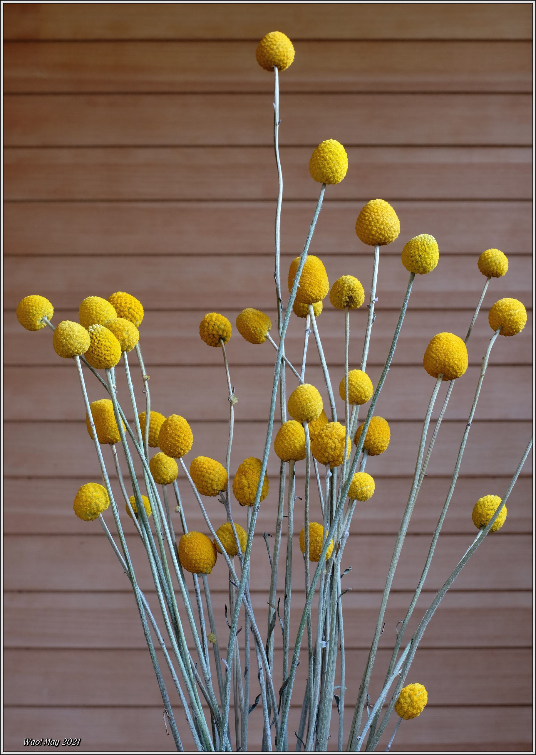 庭に咲く花 21 10 ドライクラスペディア 野鳥の素顔 野鳥と日々の出来事