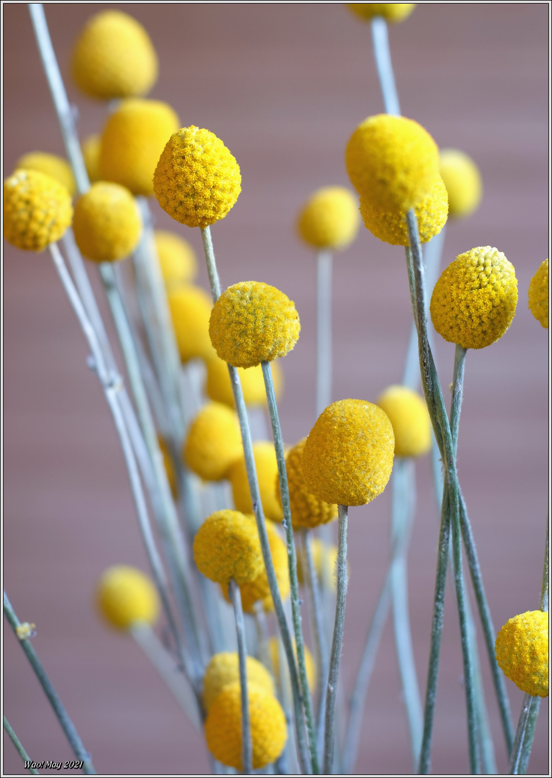 庭に咲く花 21 10 ドライクラスペディア 野鳥の素顔 野鳥と日々の出来事 庭に咲く花 21 10 ドライクラスペディア 野鳥の素顔 野鳥と日々の出来事