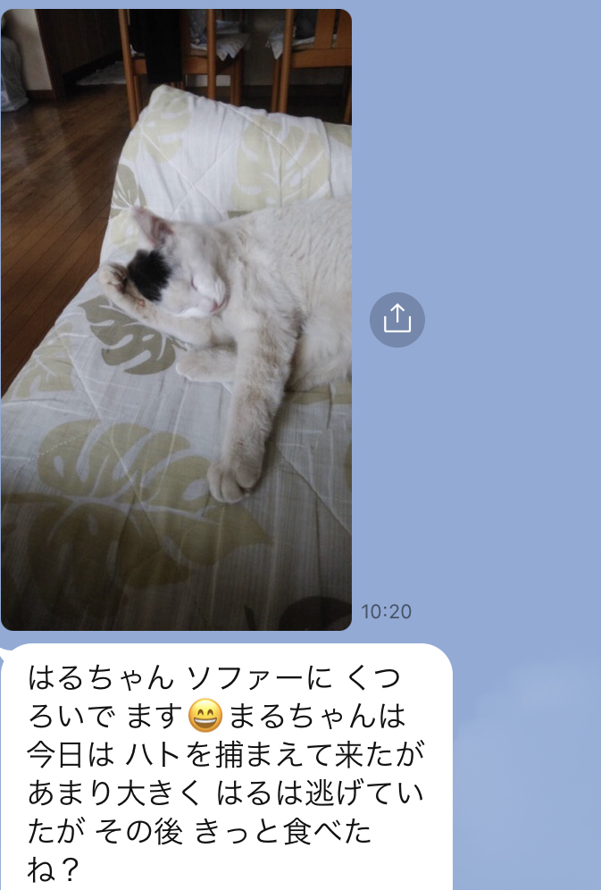 はるの近況：まる、鳩を捕まえる／COVID-19_a0136671_23403450.jpeg