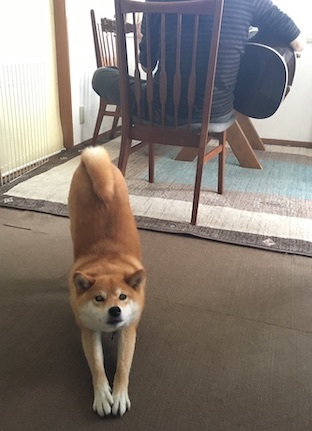 アトリエkotori のほほん柴犬日和 アトリエkotori のほほん柴犬日和