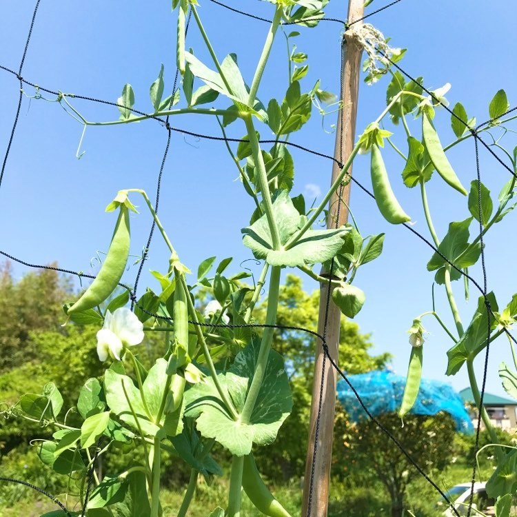 早くも梅雨入り！_f0169675_12112203.jpg