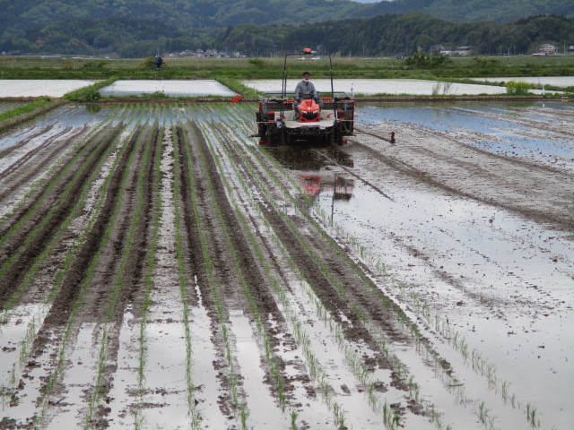 田植えについて(緑ヶ丘小・北郷小)_d0247484_09315612.jpg