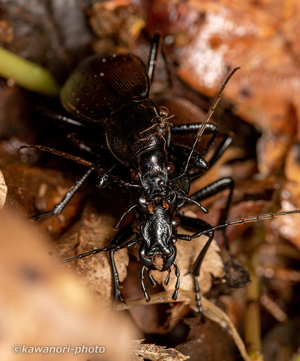 こぶた工房　65ムンエボニーバール虫穴アリ 1.7cmに及ぶ巨大な虫を含む大きな虫を4匹、小さな虫を30匹