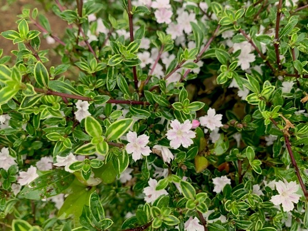 ハクチョウゲ 白丁花 世話要らずの庭