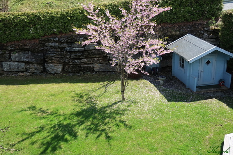庭の桜 北欧万華帖 庭の桜 北欧万華帖