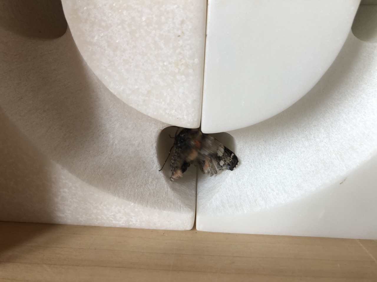蝶々、最後の挨拶に来る_d0136540_02483420.jpeg