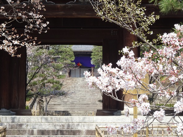 金戒光明寺の桜_b0299042_11241282.jpg