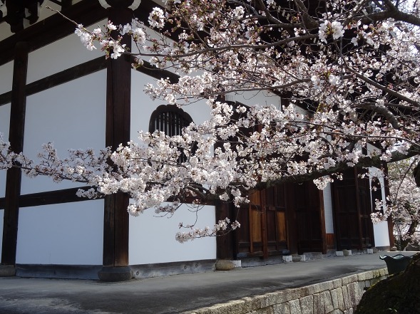 金戒光明寺の桜_b0299042_11244469.jpg