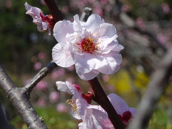 随心院の桜と梅、レンギョウ_b0299042_17185865.jpg