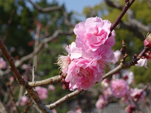 随心院の桜と梅、レンギョウ_b0299042_17191664.jpg