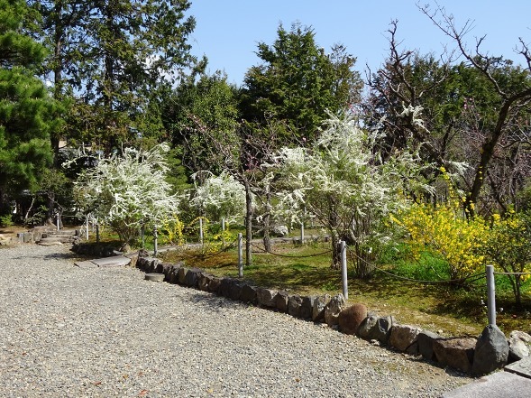 随心院の桜と梅、レンギョウ_b0299042_17193684.jpg