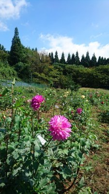 令和3年度の『ダリアの球根』まもなく締め切りのためご注文はお急ぎ下さい!人気商品トップ3を紹介!_a0254656_14050485.jpg