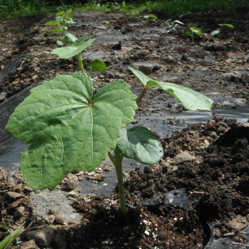 オクラ定植にホーム桃太郎・ぺぺ成長中_d0398156_08135631.jpg