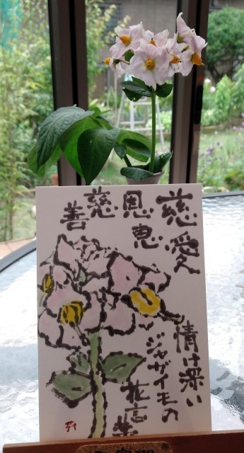 ジャガイモの花 三日坊主 ジャガイモの花 三日坊主