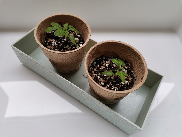 カゴメ そのまま育てるトマトの土 に植え替え Photo Blog 人生の半ばを過ぎて カゴメ そのまま育てるトマトの土 に植え替え Photo Blog 人生の半ばを過ぎて