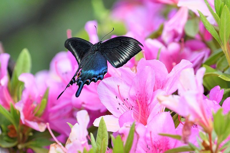 黒系アゲハ（ミヤマカラスアゲハの飛翔・吸蜜:2021/5/9）_f0031682_06534757.jpg