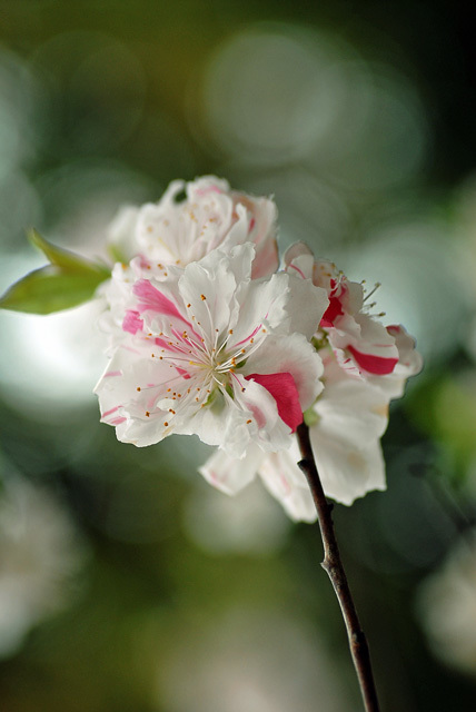 向島百花園・・或る日_d0085887_09125479.jpg