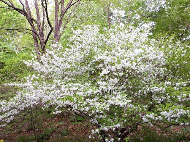 渋川市　春の赤城自然園は百花繚乱の散歩路　　　　　Akagi Nature Park in Shibukawa, Gunma_f0308721_23230501.jpg