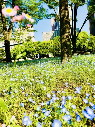 Nemophila_a0168628_19573791.jpeg