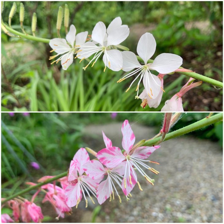 白蝶草 ガウラ 今日の一枚