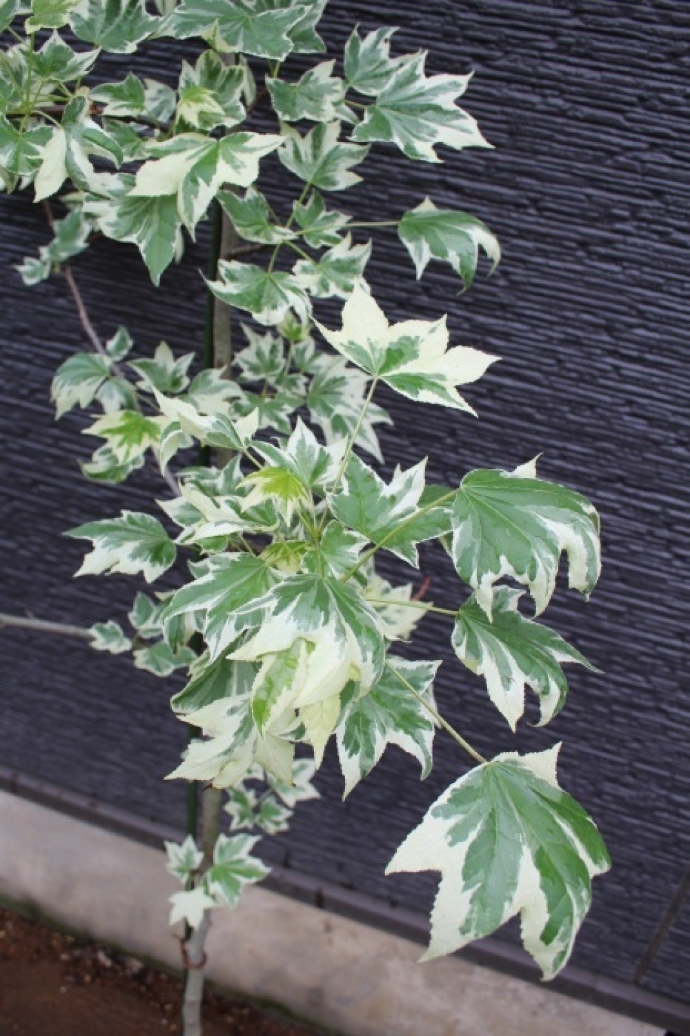 モミジバフウ アメリカフウ シルバーキング 販売 画像 写真 価格 値段