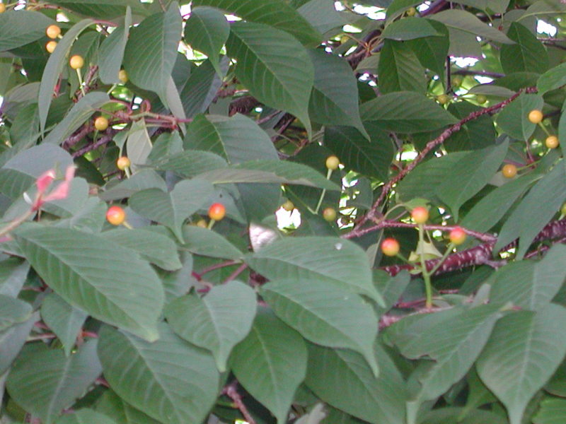 『うみべの植物観察会』・・・せんなん里海公園内_c0108460_12324250.jpg