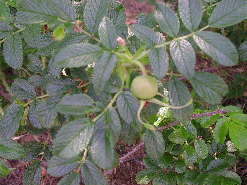 『うみべの植物観察会』・・・せんなん里海公園内_c0108460_12333369.jpg