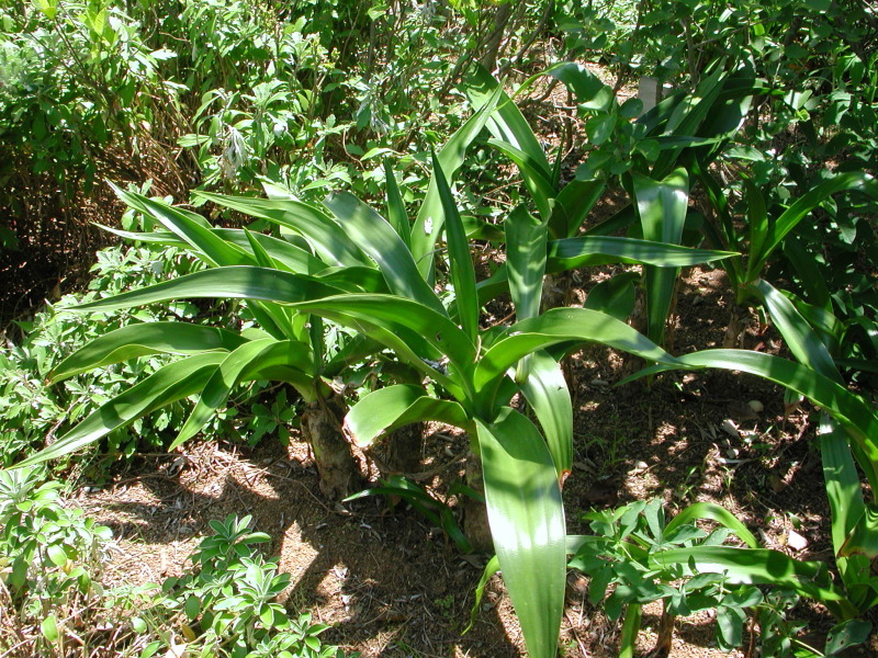 『うみべの植物観察会』・・・せんなん里海公園内_c0108460_12333544.jpg