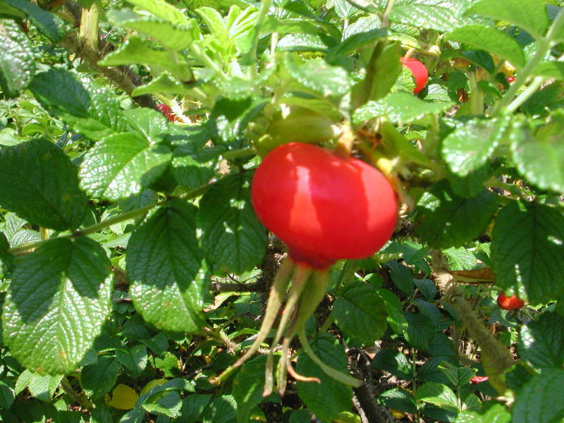 『うみべの植物観察会』・・・せんなん里海公園内_c0108460_12352333.jpg