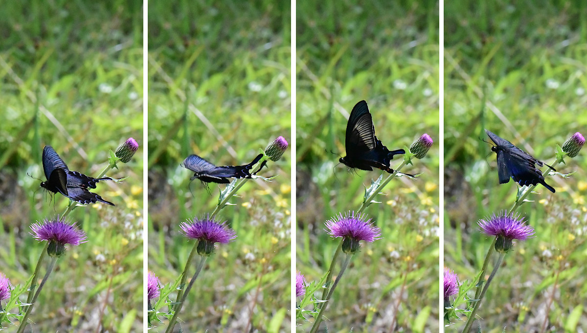 高原の野薊に集う黒系アゲハ達(2021/05/mid)外秩父山地_d0387460_14292537.jpg