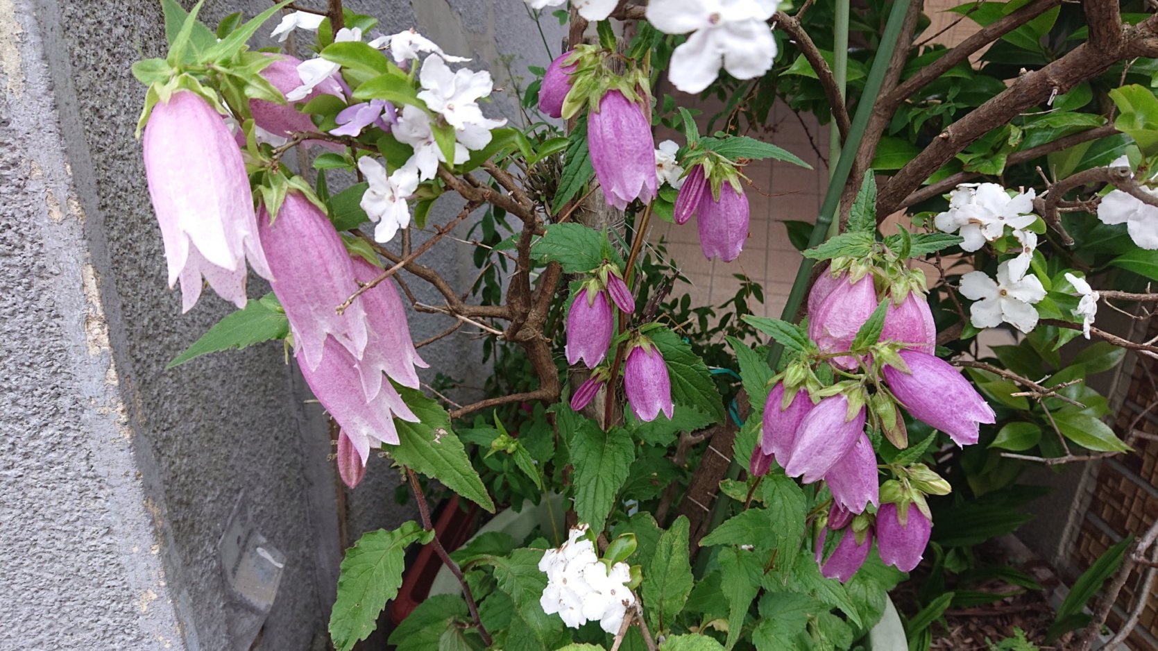 オトナンサー＆yahooニュース_e0249060_09461993.jpg