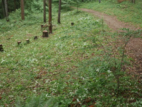ヤマアジサイ次々に開花、見ごろに5・20六国見山手入れ（上）_c0014967_07113135.jpg