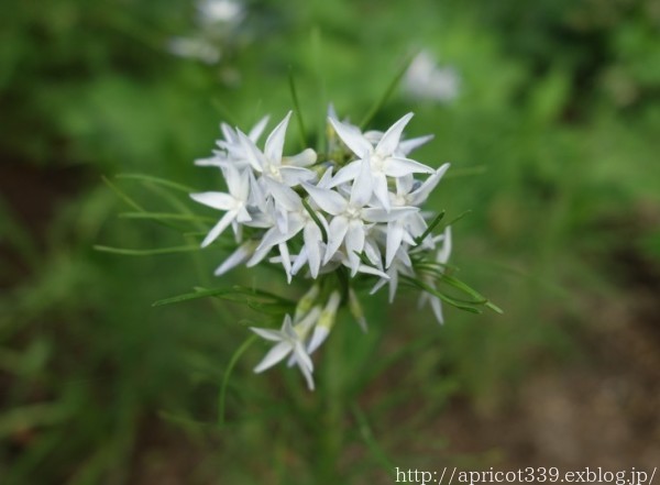 初夏の庭しごと 庭に咲いた宿根草の花とグラスの穂 シンプルで心地いい暮らし 初夏の庭しごと 庭に咲いた宿根草の花とグラスの穂 シンプルで心地いい暮らし