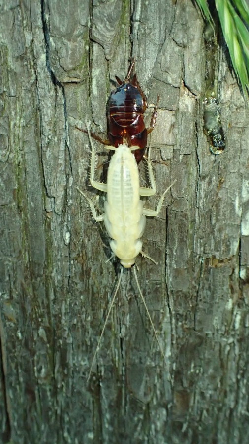 クロゴキブリの羽化 か脱皮 Periplaneta Fuliginosa 写ればおっけー コンデジで虫写真